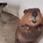 Cake By The Bober · DNCE (Mashup)