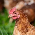 Chicken sounds (made by Sk1nn)