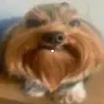 doguinho fudido audio