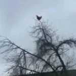 chicken scream normal