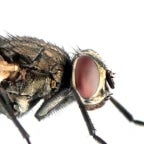 Anavı Skm Bacını Skm