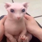 we do a bit of trolling