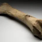 Bone Snap Sound Effect