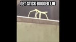 Stickbug