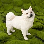 What the sigma dogg dogg