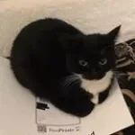 Trap Royalty (copy) (copy)