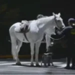 horse horse horse dbo