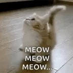 meow meow meow