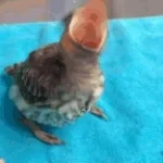 Bird Screaming Meme (copy)