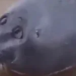 ELEPHANT - Sound Effect