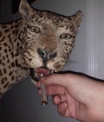 Efecto de Sonido de HARRY POTTER SATURADO