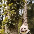 new leaked bully verse - Sound