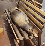 Go get a jog mad zoo's hiring