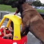 Kill Bill - Soundtrack - The Lonely Shepherd (Gheorghe Zamfir)