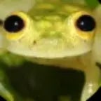 ivan meanie pizza nene