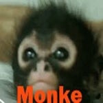 Look at this MONKE