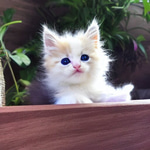Baby