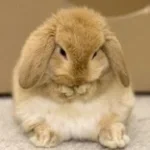 bunni