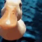 Ente Ente Ente