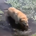 Labrador Golden Retriever Funny Weird Noise Choking Choke Meme