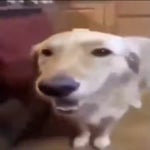 Chinese teacher pronouncing ŌÓŎÒ (VERY EMOTIONAL)