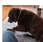 Dog farting louder than any human