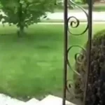 Bee flies to a doorbell shorts bee bees random