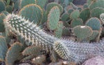 Nasa Histoires Cactus