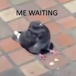 Duck fart very important