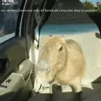 the earape full spooderman