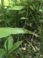 Oh shiver me timber’s meme original