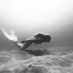 calling sogn mermaid