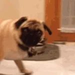 eric laughing  outrageously!