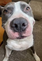 High as a Bird - Sound