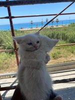 She Look Like Marceline 😎👌#codmobile #codmshorts