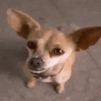 chiwawa wants taco bell