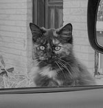 I am going to commit great crime!