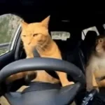 my laugh alallaallaa - Sound