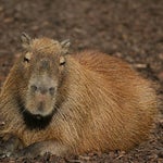 DDR DRIP (Heimlicher Aufmarsch Trap Remix prod