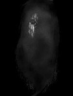 Carmen Winstead (Nextbot Version)