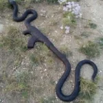 pulling out the wood