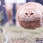 spinning-cat-meme-hardstyle