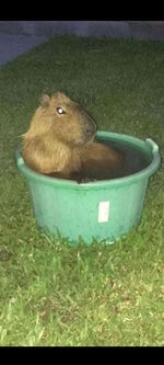 lack of a father figure