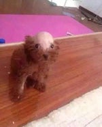 @tisakorean GABBY REMIX (prodbytrevinchy) MUSIC VIDEO - Sound