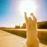 here-comes-the-sun-made-with-Voicemod