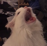 Seal Slap