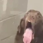 YO SOMEBODY GET THE DOOR