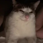 Evil kitty