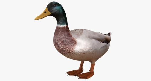 The duck