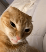 The Perfect Pair Cover by Raizan